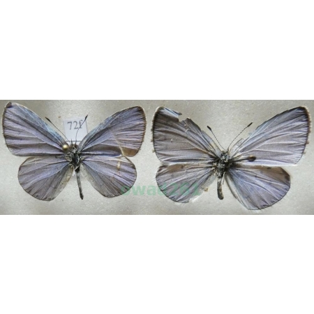 Celastrina argiolus (Linnaeus, 1758) 2xmale Modraszek wieszczek Czech72f